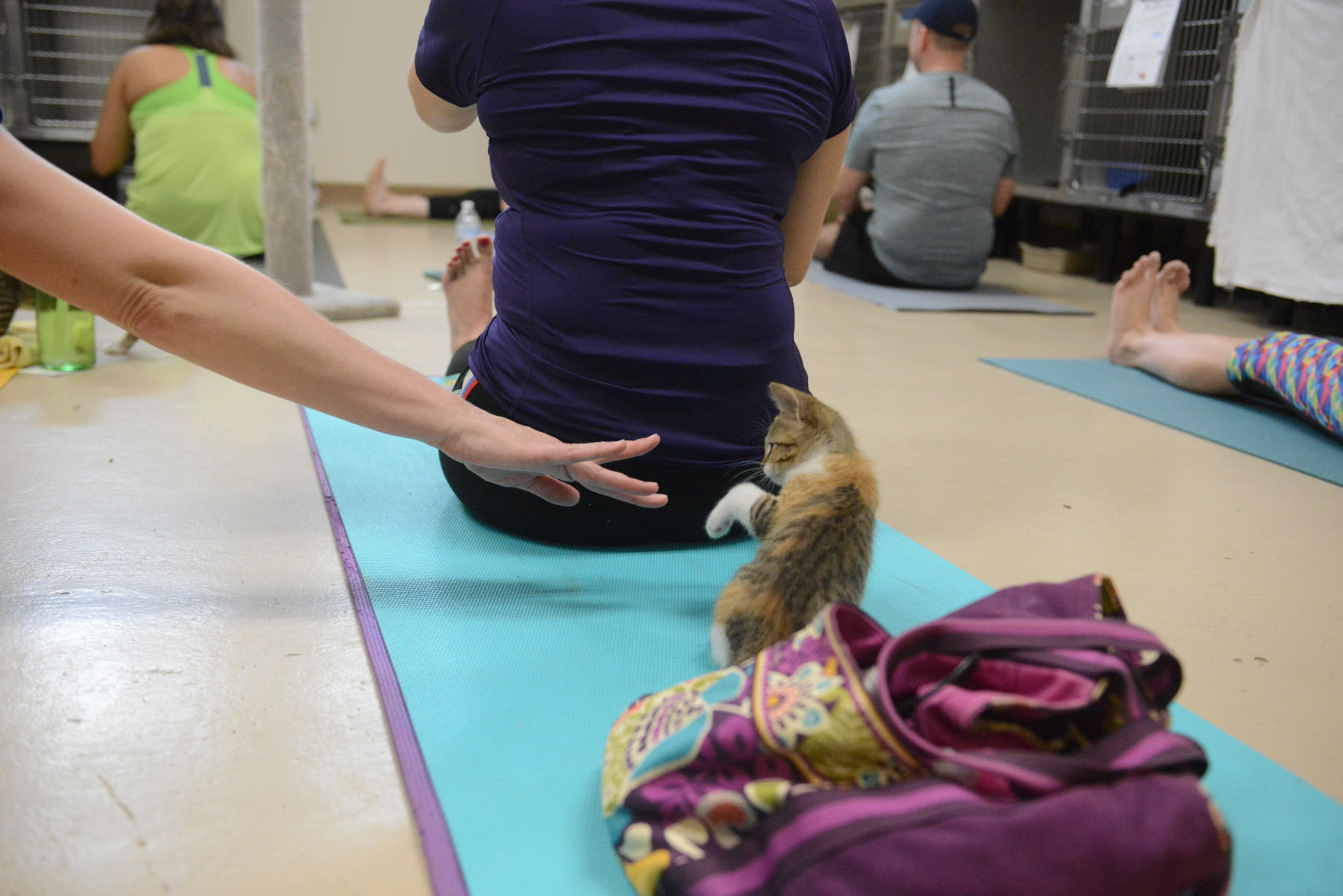 Cat Yoga at Aggieland Humane Society